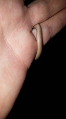 Sonora episcopa