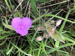 Tradescantia bracteata