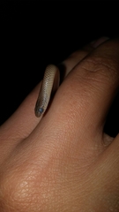 Sonora episcopa