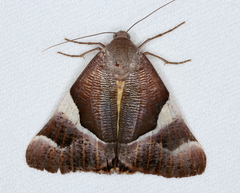 Niceteria macrocosma