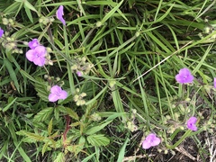 Tradescantia bracteata