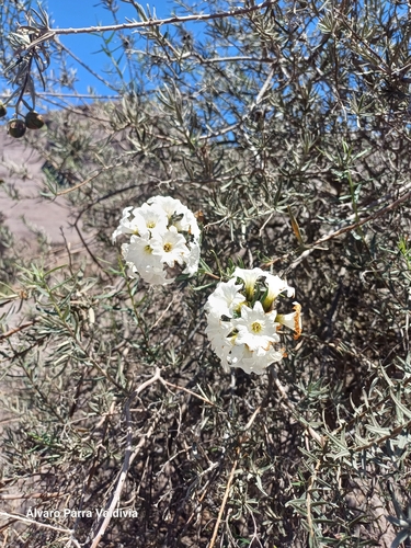 Image of Carbonillo by (c) Álvaro Parra Valdivia, some rights reserved (CC BY)