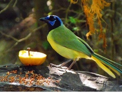Cyanocorax