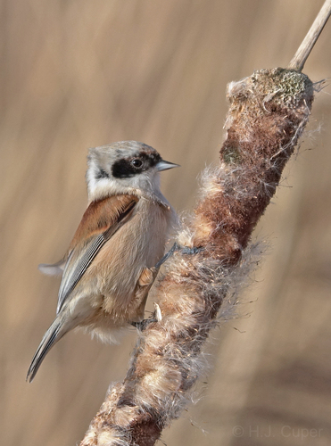 Eurasian Penduline-Tit