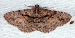 Boarmia suasaria