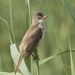 Great Reed Warbler - Photo (c) Zeynel Cebeci, some rights reserved (CC BY-SA)