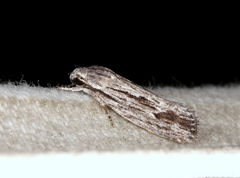 Agriophara confertella