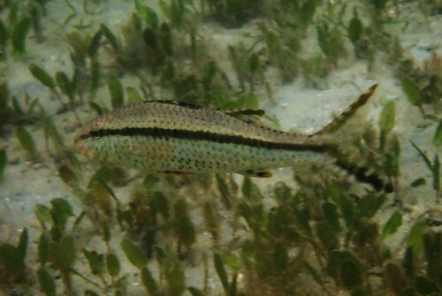 Australian goatfish (Upeneus australiae) — Mullidae