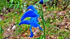 Salvia patens