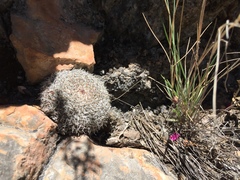 Mammillaria chionocephala
