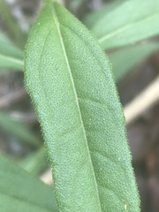 Helianthus schweinitzii