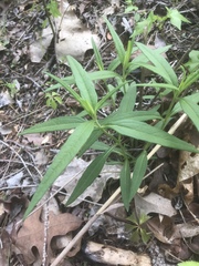 Helianthus schweinitzii