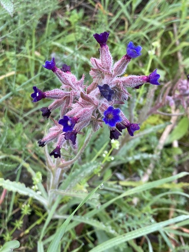 Anchusa undulata (Anchusa undulata)