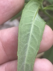 Helianthus schweinitzii