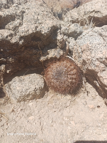 Eriosyce atroviridis