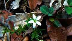 Arenaria lycopodioides