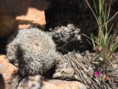 Mammillaria chionocephala