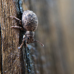 Myosides seriehispidus