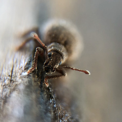 Myosides seriehispidus