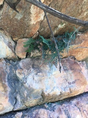 Pellaea intermedia
