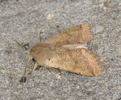 Orthosia pacifica