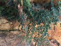 Pellaea intermedia