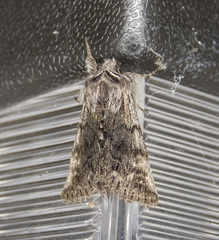 Pleromelloida conserta