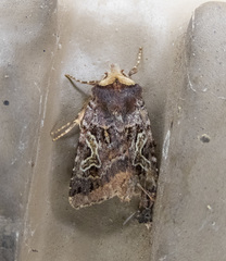 Cerastis enigmatica