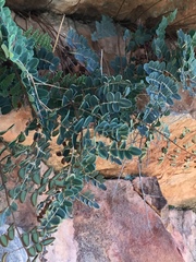 Pellaea intermedia