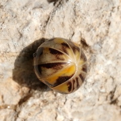 Glomeris pulchra