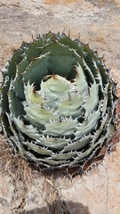 Agave guadalajarana
