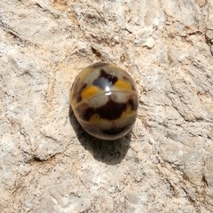 Glomeris pulchra