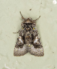 Behrensia conchiformis