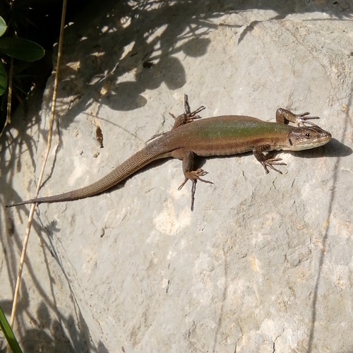 Krška gušterica (Podarcis melisellensis)