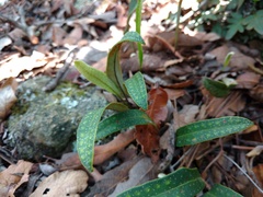 Pleopeltis polylepis