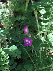 Astragalus greggii