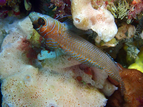 Spectacled triplefin (Ruanoho whero) — Tripterygiidae
