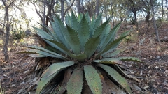 Agave maximiliana