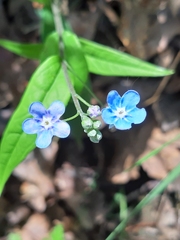 Omphalodes nitida