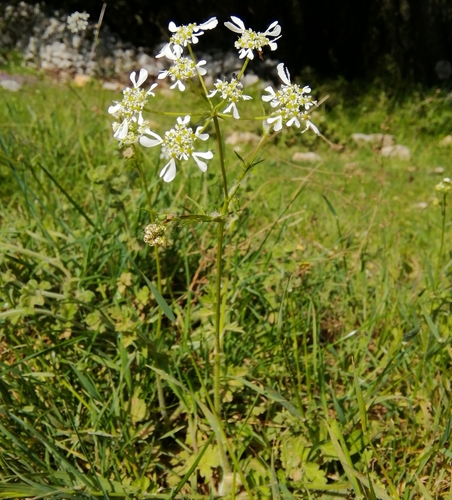 Apulijska orjašica (Tordylium apulum)