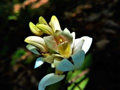 Govenia liliacea