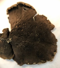 Lasallia pensylvanica