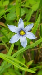 Sisyrinchium