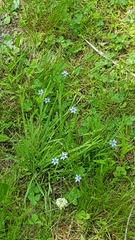 Sisyrinchium