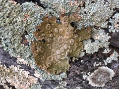 Lasallia pensylvanica