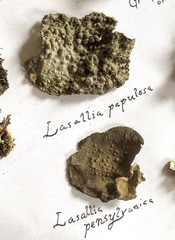 Lasallia pensylvanica