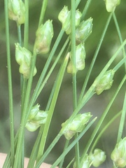 Isolepis carinata