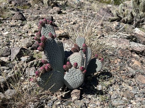 iNaturalist observation photo of beavertail cactus