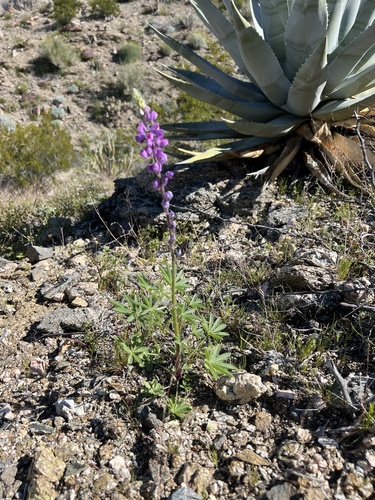 iNaturalist observation photo of Arizona lupine