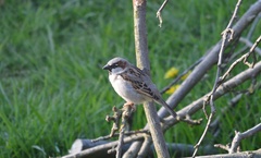 Passer domesticus